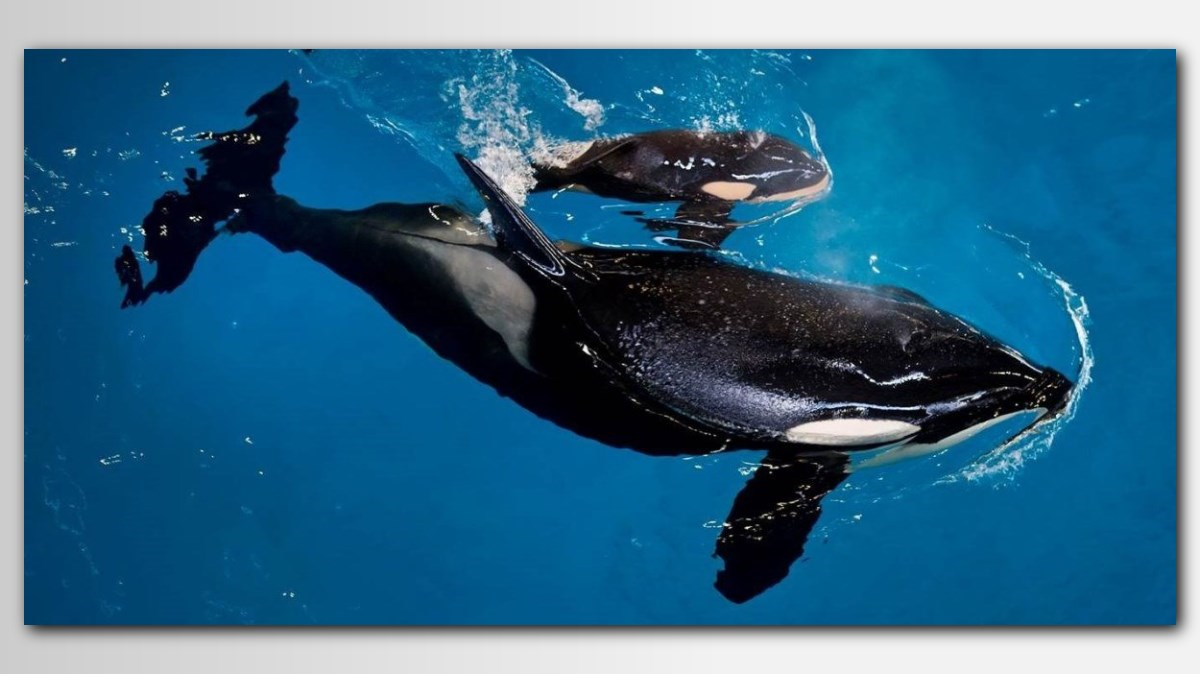 Baby Orca! Last Killer Whale Born at SeaWorld | wltx.com